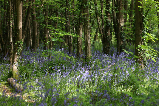 What is rewilding and why this important?