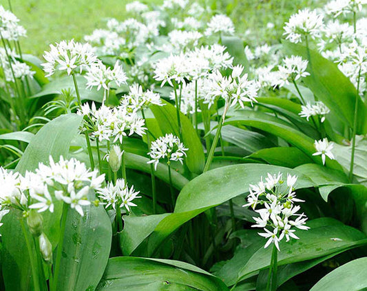 April Foraging