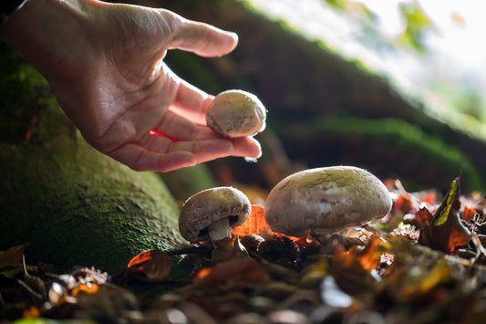 Which plants fungi and wild species are protected by law when thinking about what to forage locally?